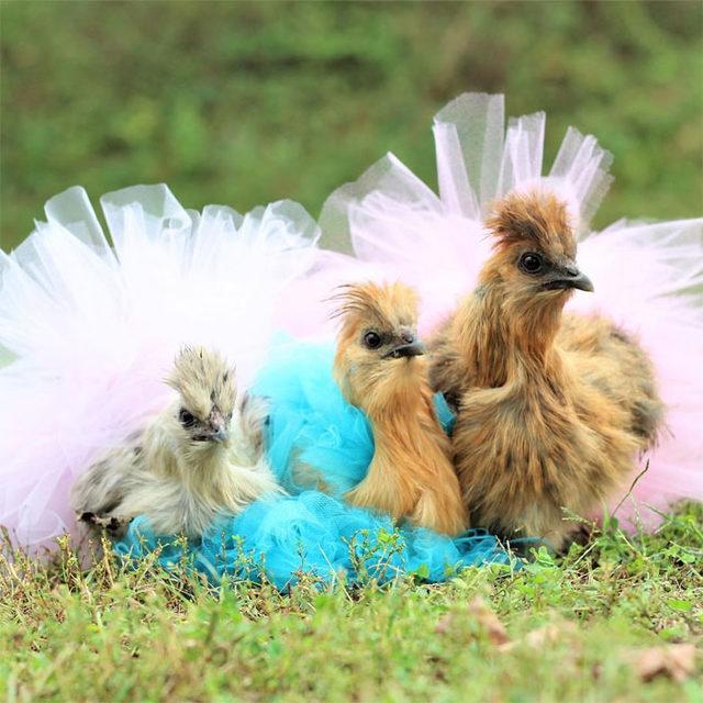 adorable-chickens-tutus-5d26e4304af64__700