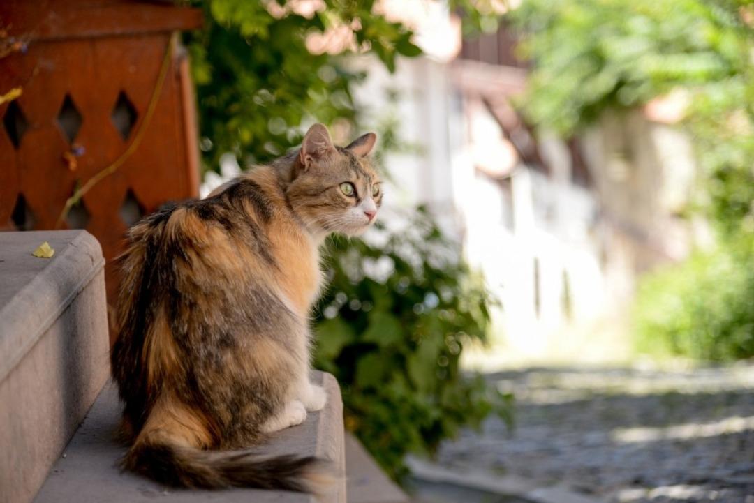 Başkan Balcı&rsquo;nın talimatıyla Kale&rsquo;nin kedilerine sahip &ccedil;ıkıldı