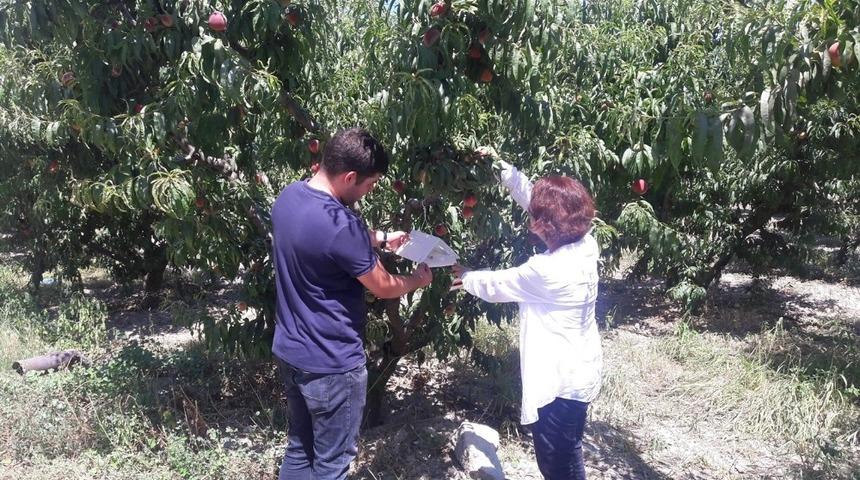 Şeftali bah&ccedil;eleri kontrol altında tutuluyor