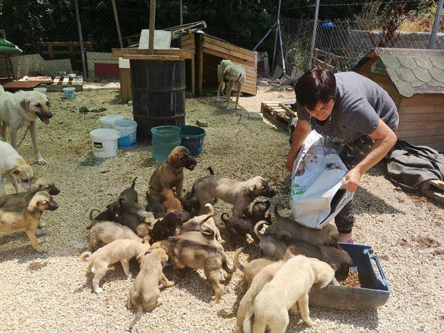 Sokağa terk edilen yavru köpeklere yuva aranıyor