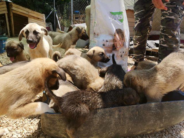 Sokağa terk edilen yavru köpeklere yuva aranıyor