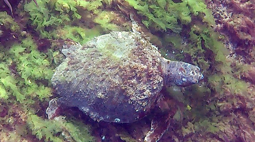 Çanakkale Boğazı'nda deniz kaplumbağası görüntülendi