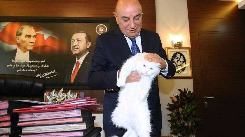 İşitme engelli Ankara kedisi Başkan Altınok&rsquo;un koruması altında