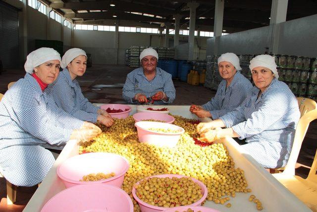 Yeni dünya sağlık iksiri Türk zeytinyağını keşfetti