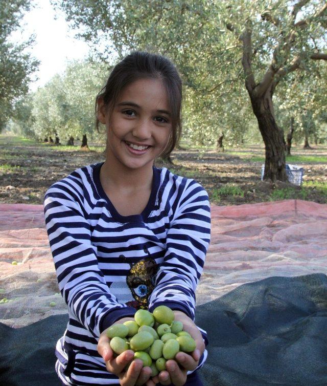 Yeni dünya sağlık iksiri Türk zeytinyağını keşfetti