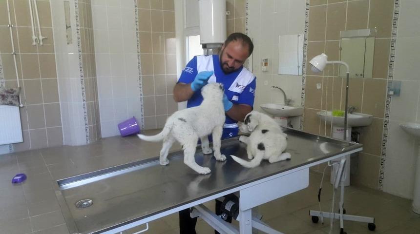 Hakkari Veteriner Kliniği hayat kurtarıyor