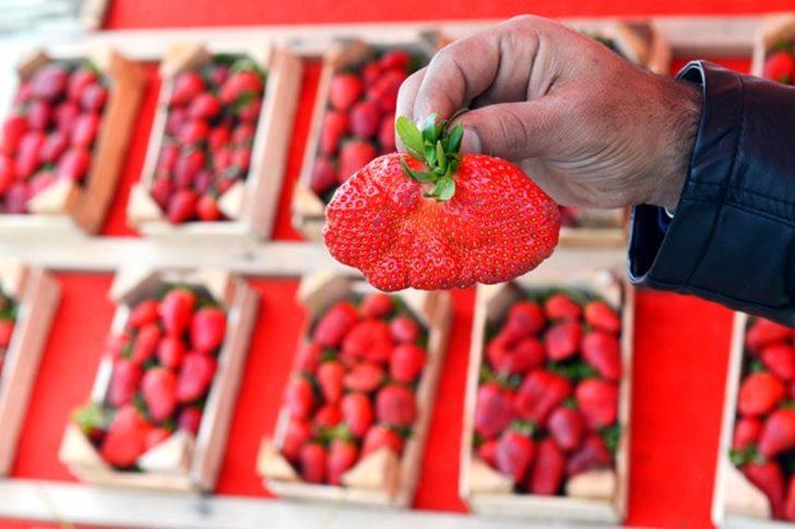 Soğuk hava çileğin şeklini bozdu G1