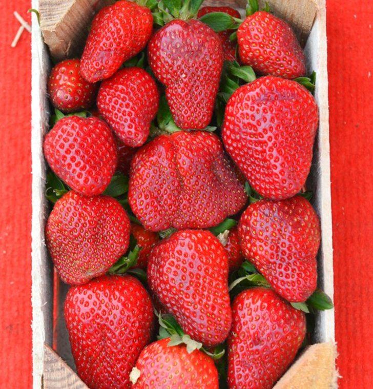 Soğuk hava çileğin şeklini bozdu G2