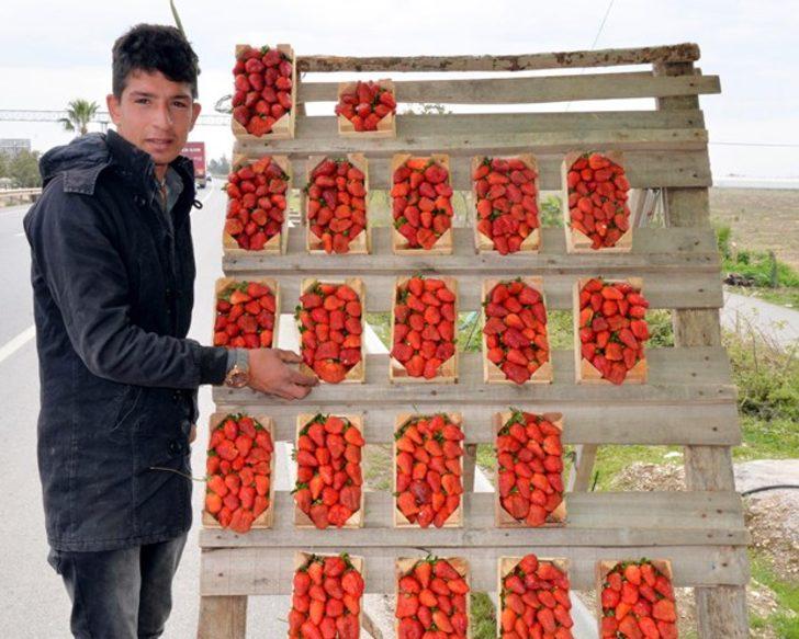 Soğuk hava çileğin şeklini bozdu G3