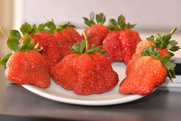 Soğuk hava çileğin şeklini bozdu G4