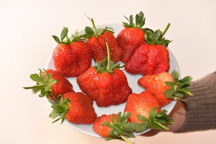 Soğuk hava çileğin şeklini bozdu G5