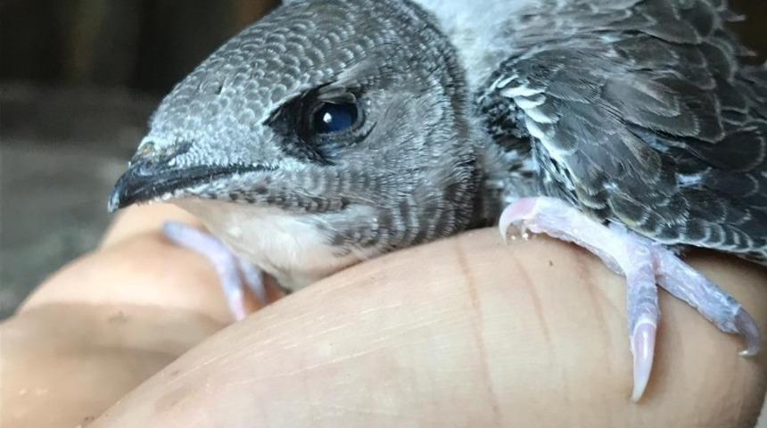 Diyarbakır&rsquo;da yavru ebabil kuşu g&ouml;r&uuml;ld&uuml;