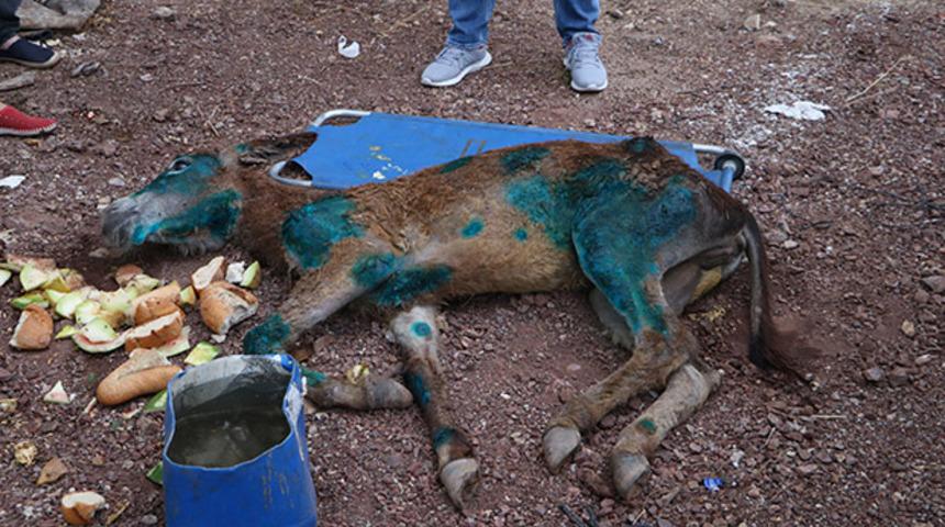 Vicdansızlık! Yaralı eşeği halıya sarıp &ouml;l&uuml;me terk ettiler