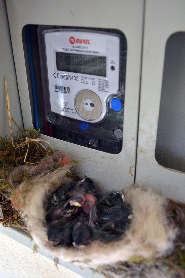 Elektrik saatinden kuş yuvası çıkınca... G3