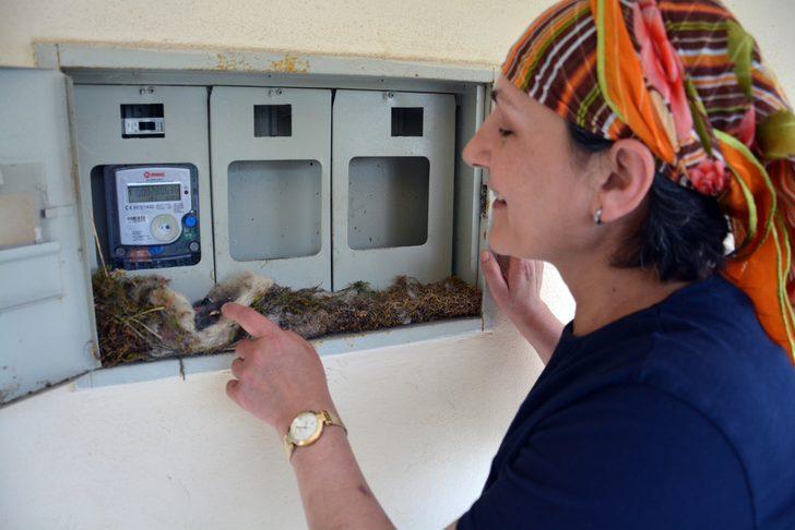 Elektrik saatinden kuş yuvası çıkınca... G4