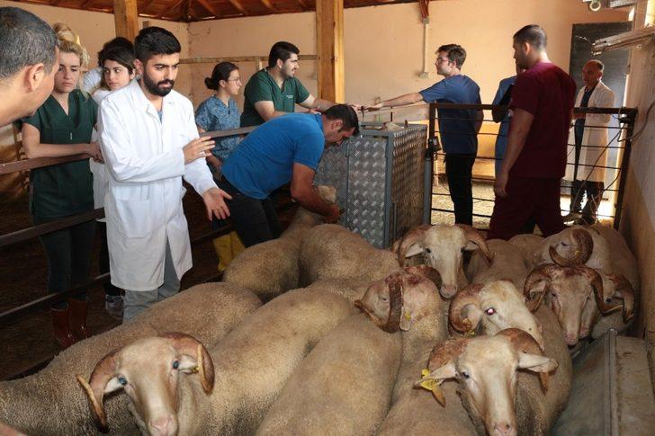 (Özel) ’Akademik’ kurbanlıklar bayrama hazırlanıyor G1