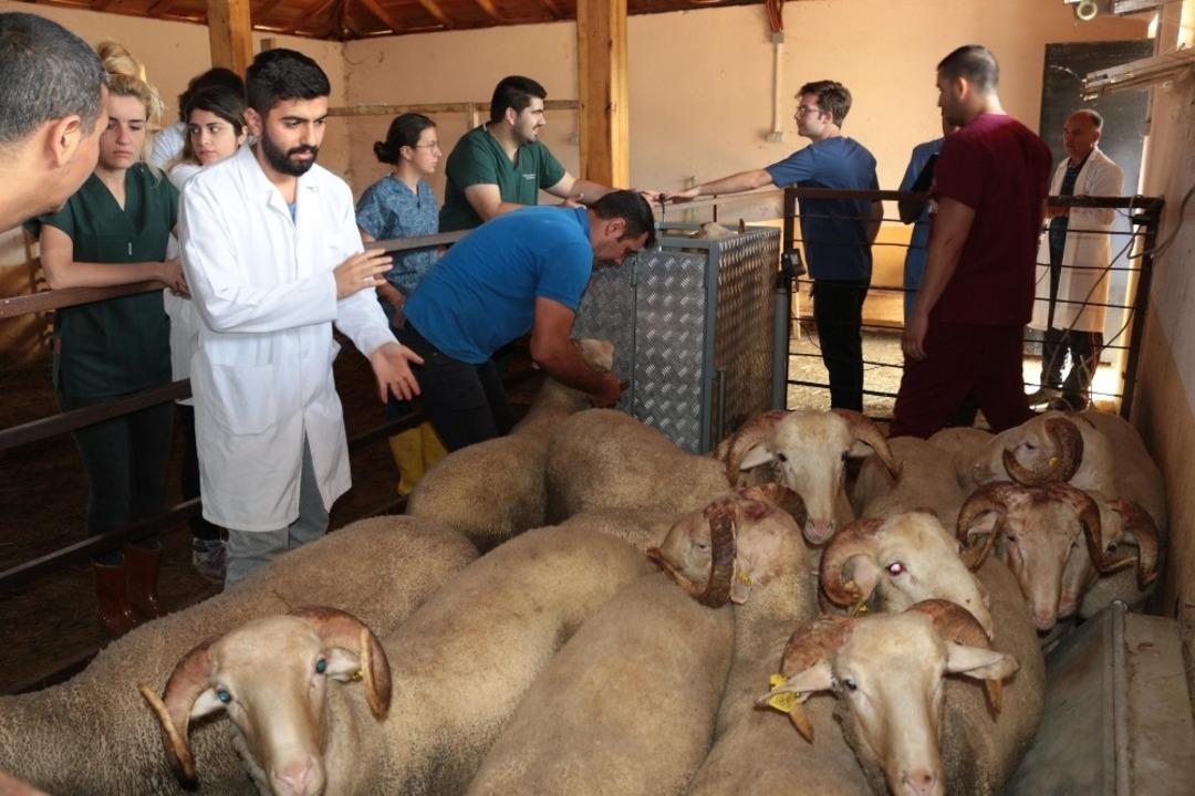(&Ouml;zel) &rsquo;Akademik&rsquo; kurbanlıklar bayrama hazırlanıyor