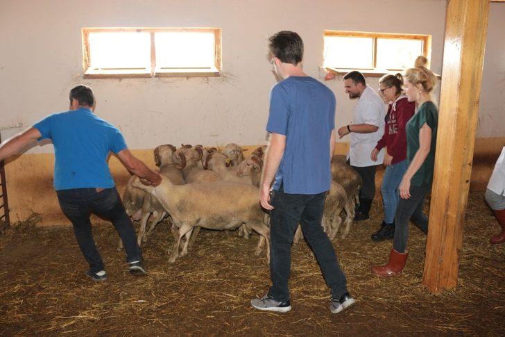 (Özel) ’Akademik’ kurbanlıklar bayrama hazırlanıyor G2