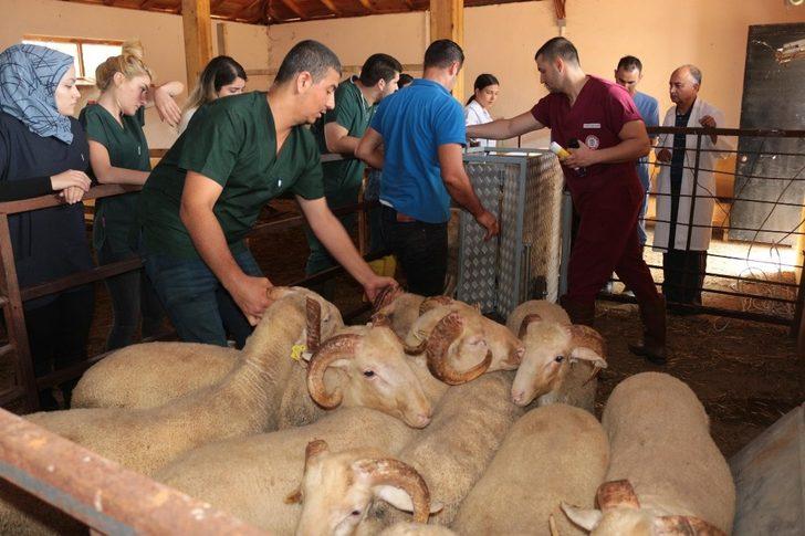 (Özel) ’Akademik’ kurbanlıklar bayrama hazırlanıyor G4