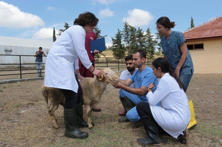 (Özel) ’Akademik’ kurbanlıklar bayrama hazırlanıyor G5