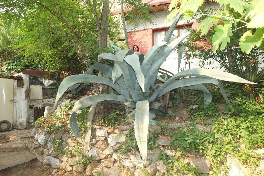 (&Ouml;zel) Ekildiği tarihten 46 yıl sonra &ccedil;i&ccedil;ek a&ccedil;tı