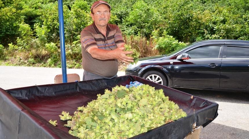 Yaş fındık tezgahlarda