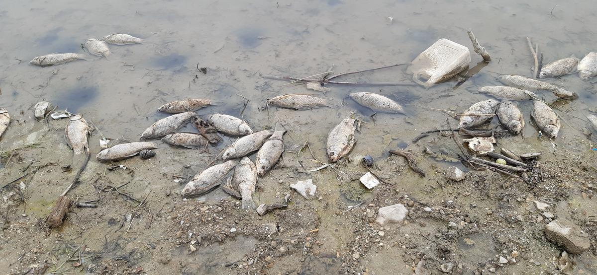 Samsun'da endişe verici g&ouml;r&uuml;nt&uuml;! Y&uuml;zlercesi &ouml;ld&uuml;