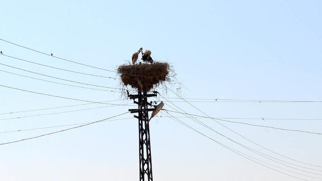 Mersin'in 'leylekli' köyü