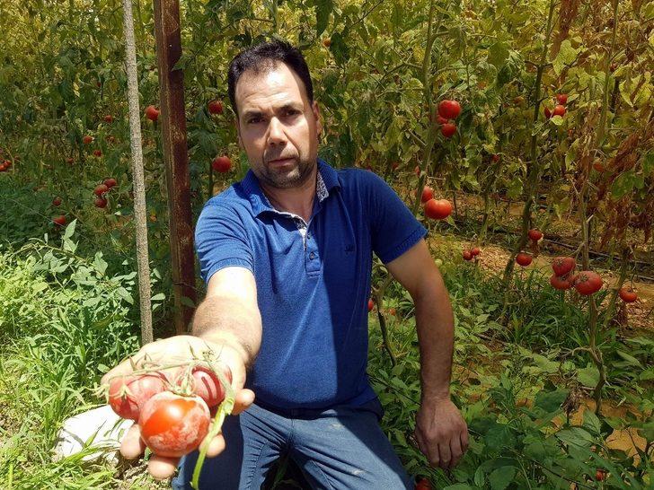 Tozla baş edemeyince seradaki domateslerini söktü G3
