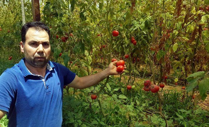 Tozla baş edemeyince seradaki domateslerini söktü G4
