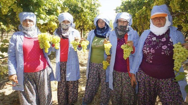 Üzümün ihracat yolculuğu başlıyor