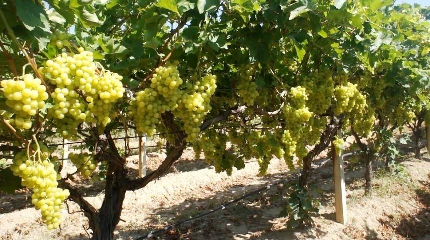 &Uuml;z&uuml;m&uuml;n ihracat yolculuğu başlıyor