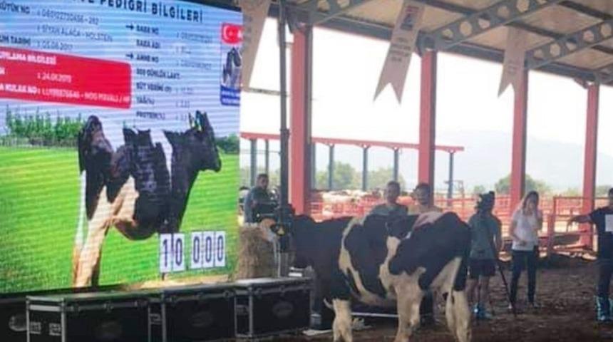 Damızlık d&uuml;velerin a&ccedil;ık artırımla satışları devam ediyor