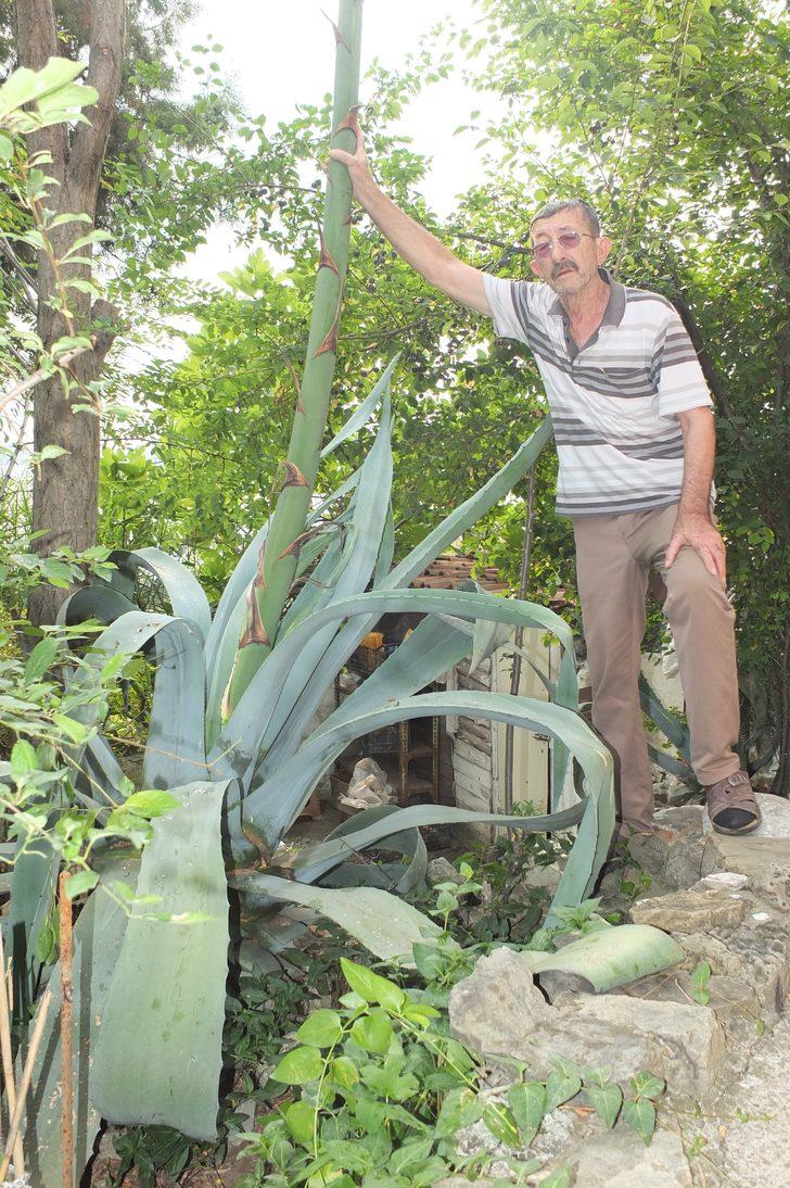 Ekildiği tarihten 46 yıl sonra çiçek açtı G3