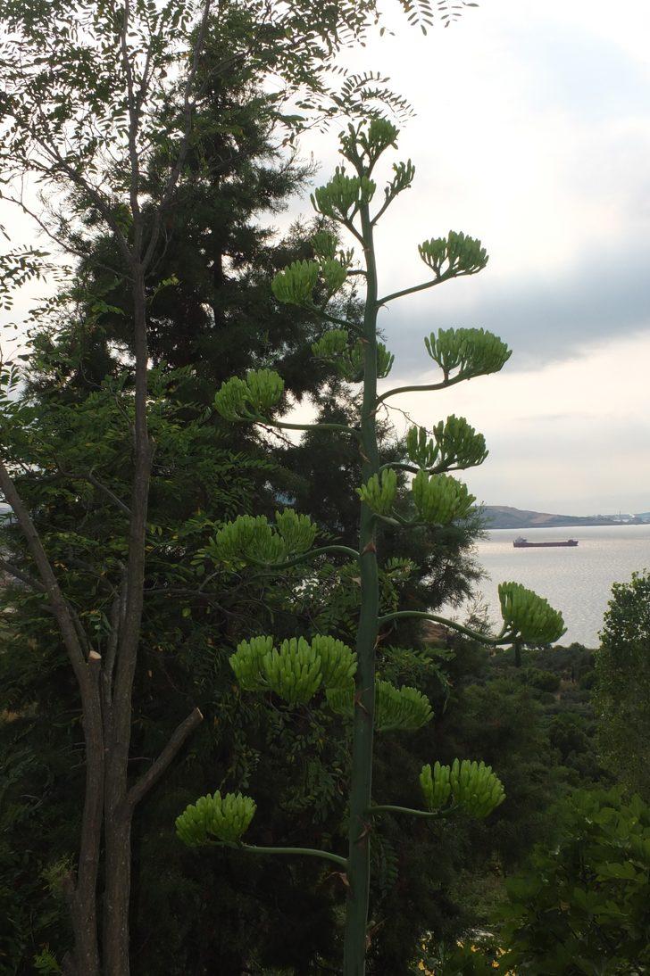 Ekildiği tarihten 46 yıl sonra çiçek açtı G4