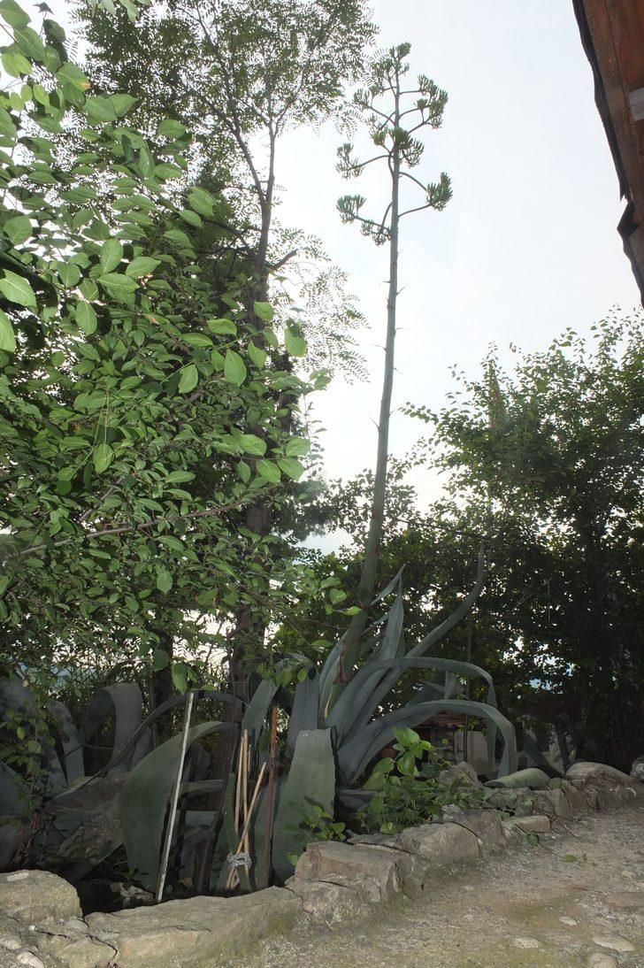 Ekildiği tarihten 46 yıl sonra çiçek açtı G5