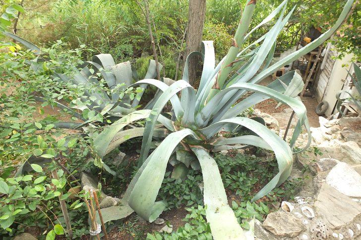 Ekildiği tarihten 46 yıl sonra çiçek açtı G1