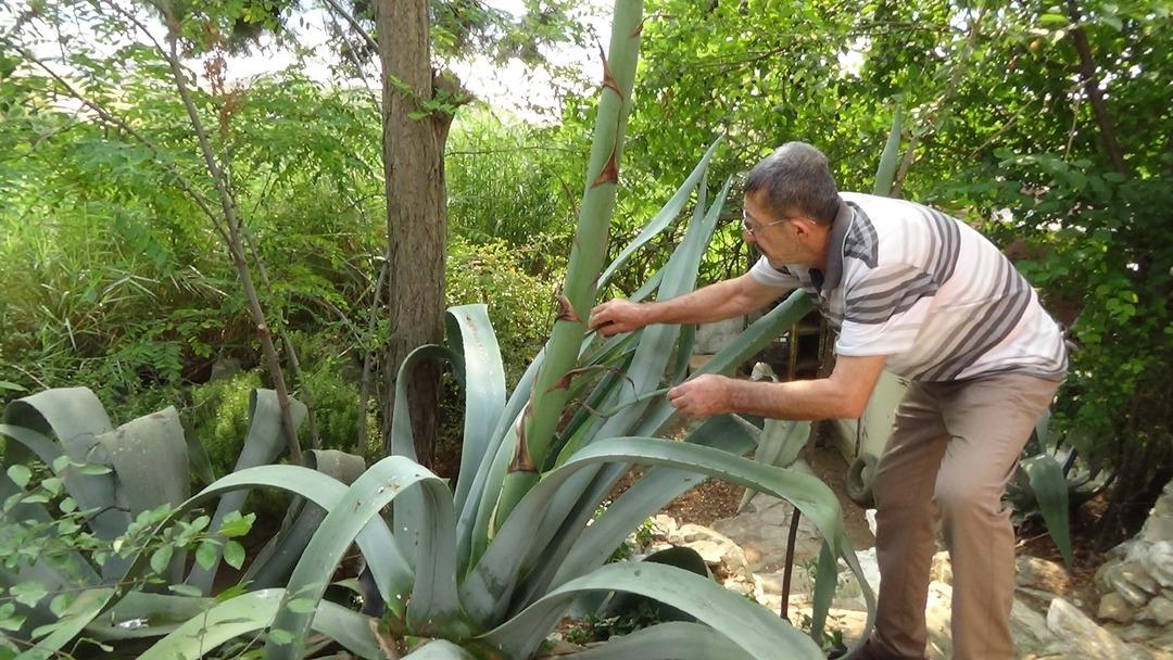 Ekildiği tarihten 46 yıl sonra &ccedil;i&ccedil;ek a&ccedil;tı