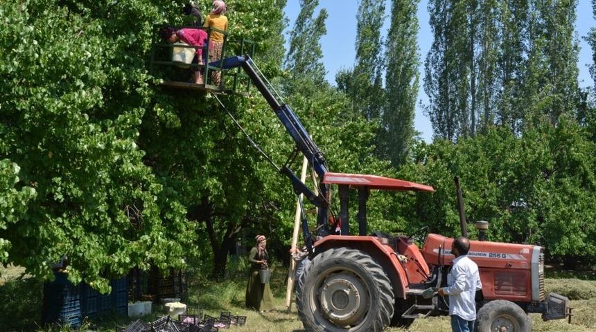 Kayısılar artık daha kolay toplanacak