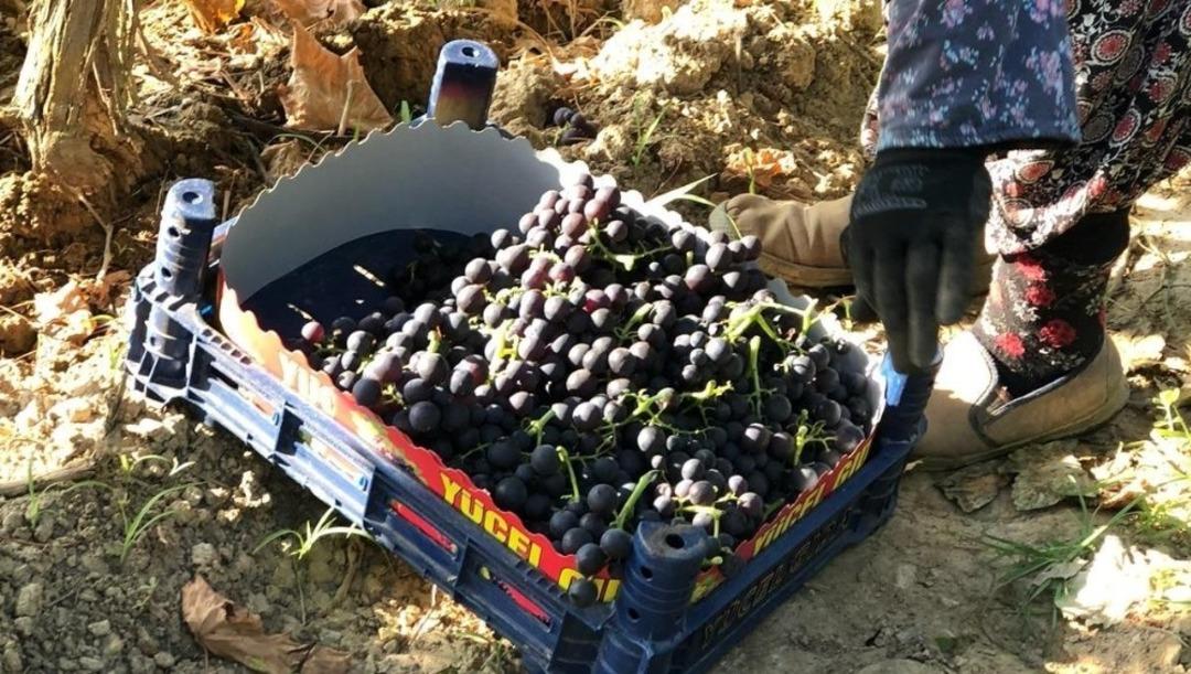 &Uuml;z&uuml;mde erkenci hasat başladı