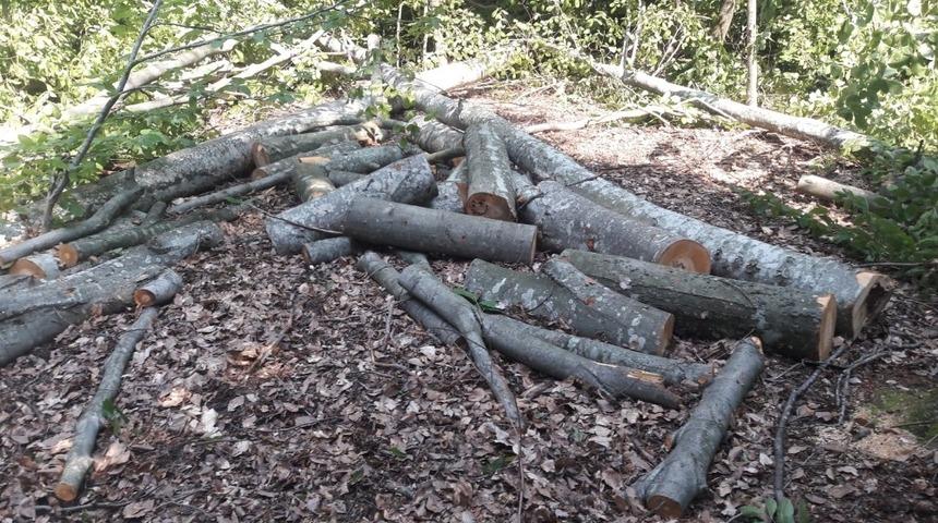 195 ağacı katlettiler