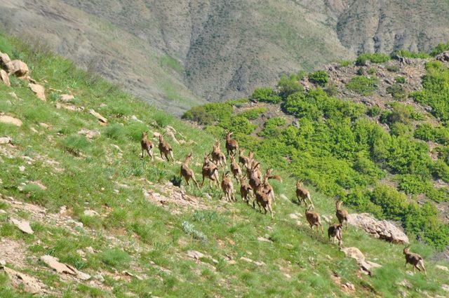 Bezuvar dağ keçileri sürü halinde görüntülendi