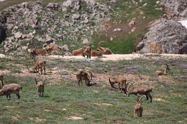 Bezuvar dağ keçileri sürü halinde görüntülendi