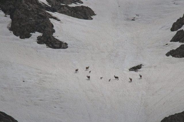 Bezuvar dağ keçileri sürü halinde görüntülendi