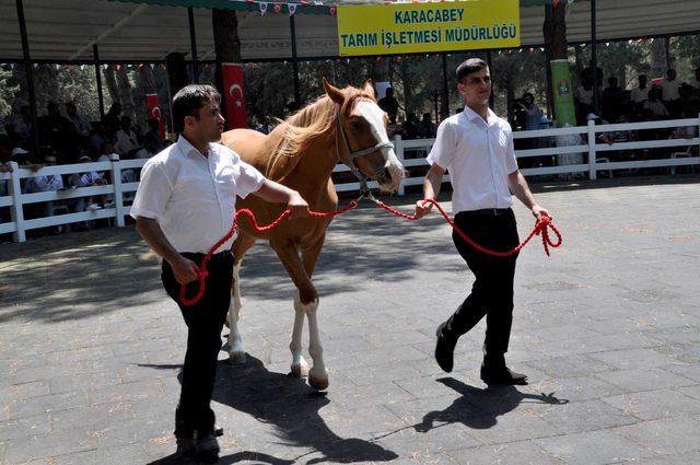 TİGEM'in tayları görücüye çıkıyor