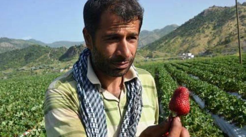 Çilek Nedir Bilmeyen Çocuklara Öğretmenden Çilek Kokulu Sürpriz!