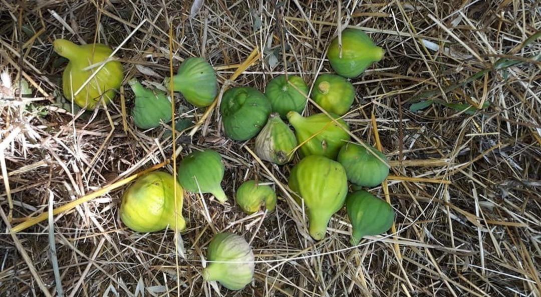 Aydın&rsquo;da incir &uuml;retimi SOS veriyor