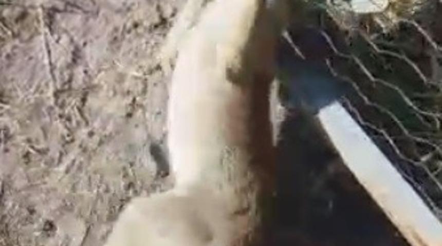 Tele sıkışan tilkiyi kurtardı