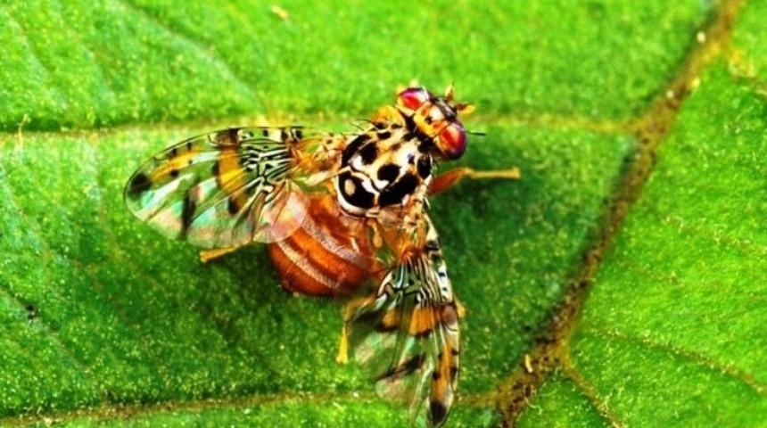 &Ccedil;ift&ccedil;ilere biyoteknik m&uuml;cadele tuzağı dağıtıldı