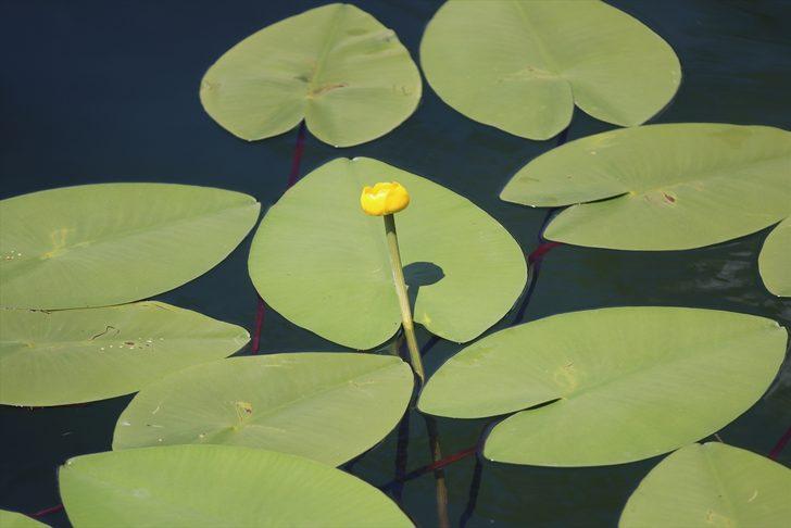 Bolu'nun doğal güzelliklerle süslenmiş tabiat parkları büyülüyor G3